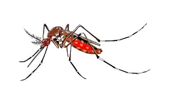 Sivrisinekler Hakkında Bilmedikleriniz